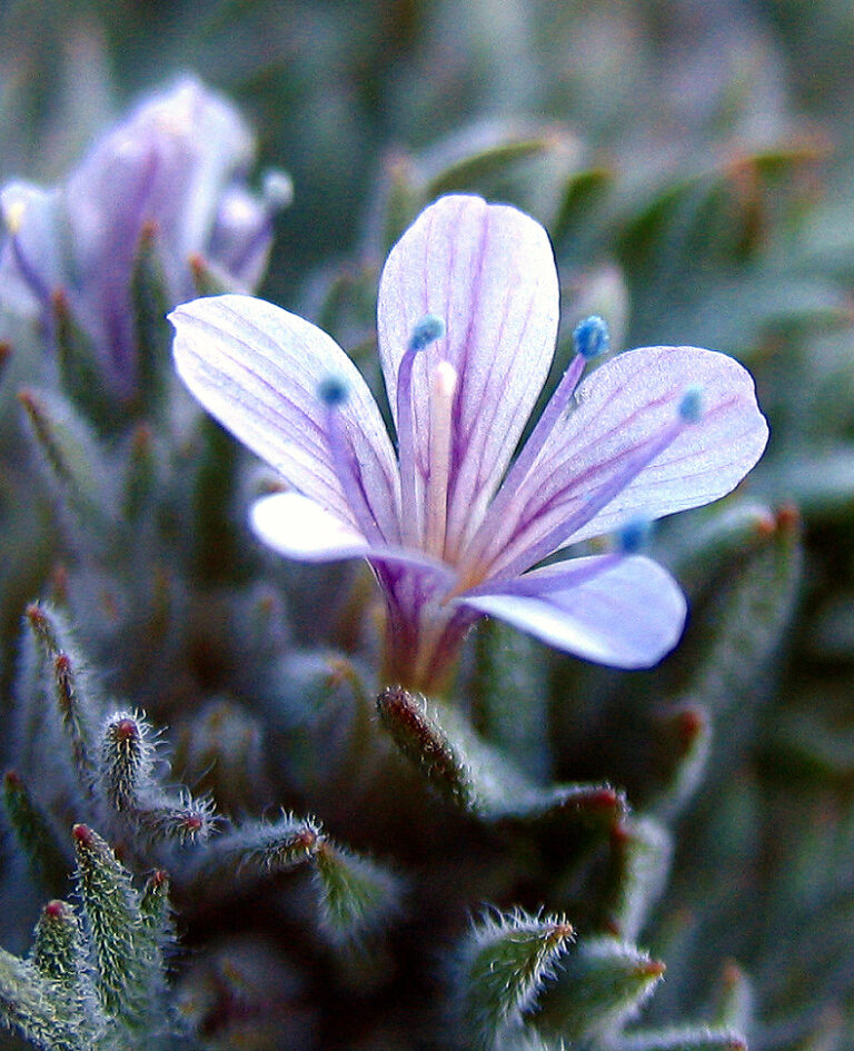 Wildflowers by Color - Flowers of Rainier