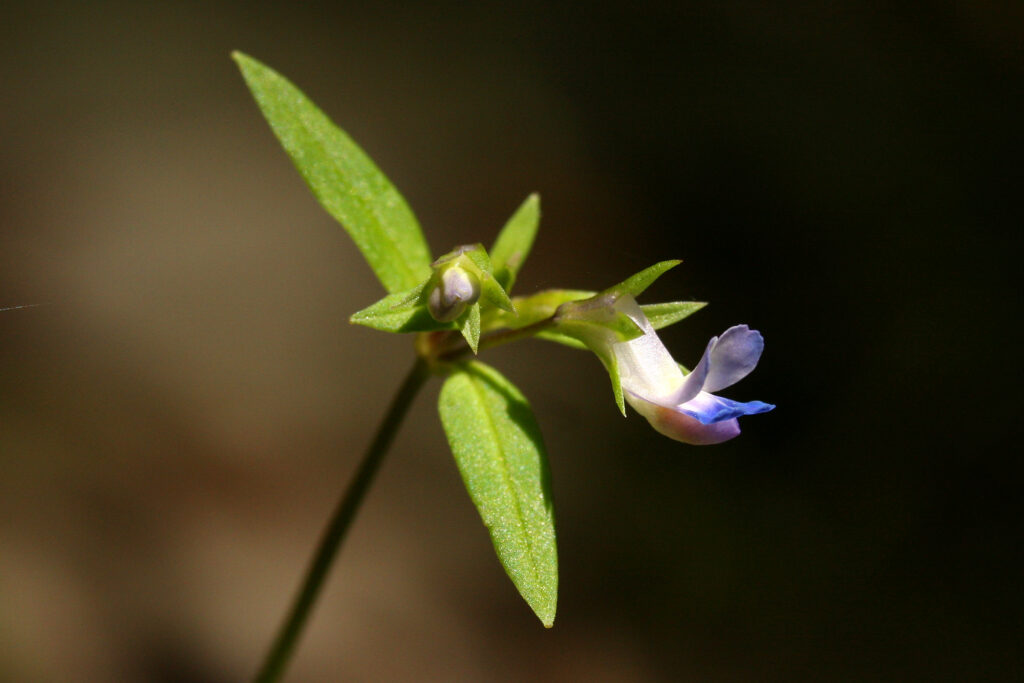 Small-flowered Blue-eyed Mary