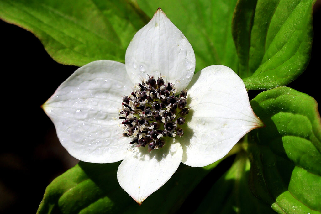 Western Bunchberry