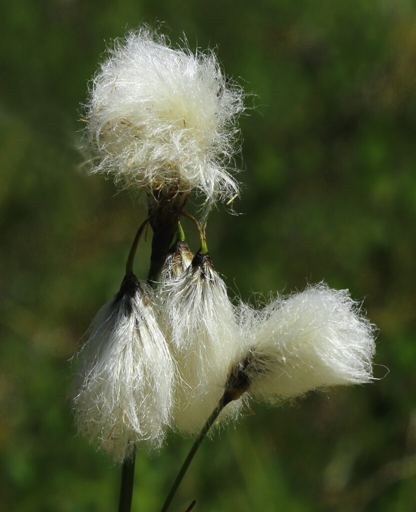 Narrow-leaf Cotton Grass