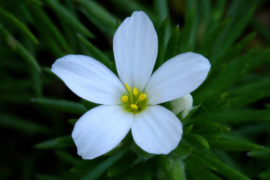 Nuttall's Linanthus