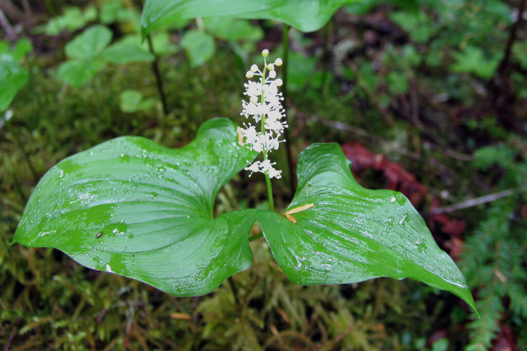 False Lily-of-the-valley