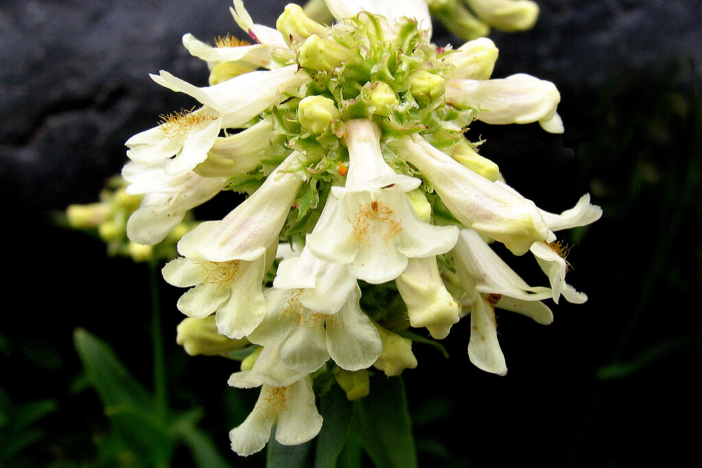 Small-flowered Penstemon