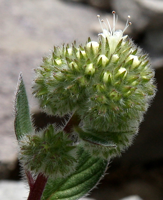 Silver-leaf Phacelia