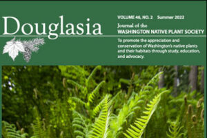 Douglasia Cover - featured image