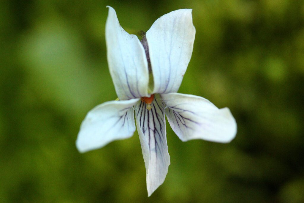Small White Violet