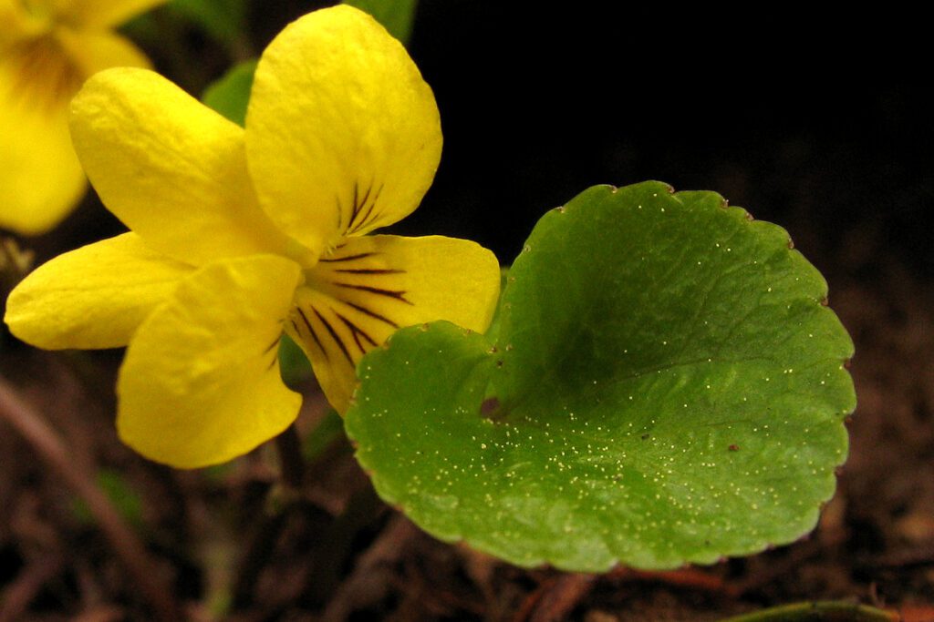 Round-leaf Violet